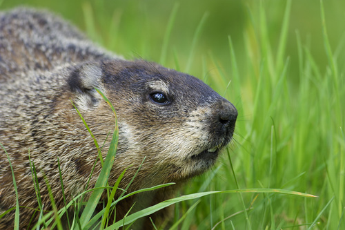 Marmota monax