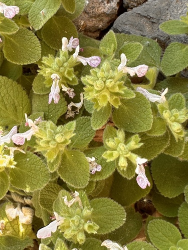 Stachys spreitzenhoferi virella