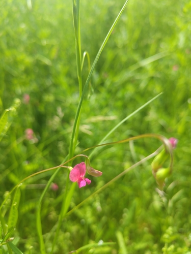 Grass Vetchling