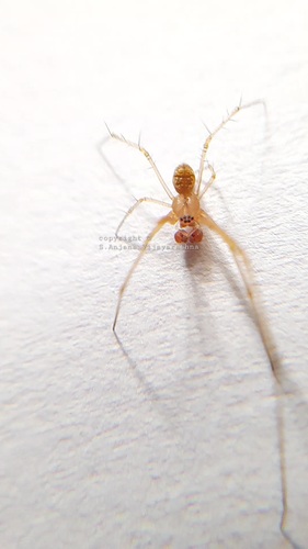 Striated Tylorida