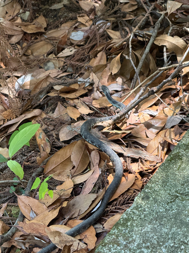 Tiger Keelback
