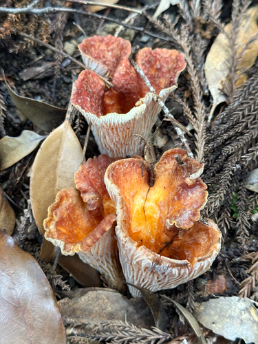 Scaly Chanterelle
