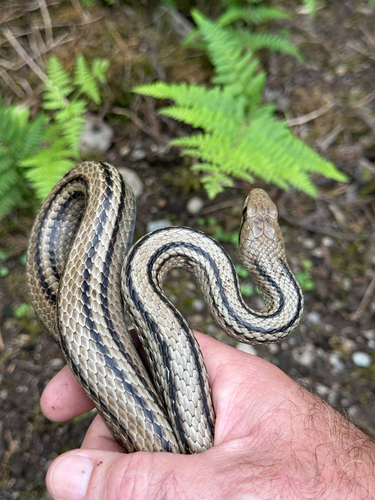 Japanese Four-lined Ratsnake