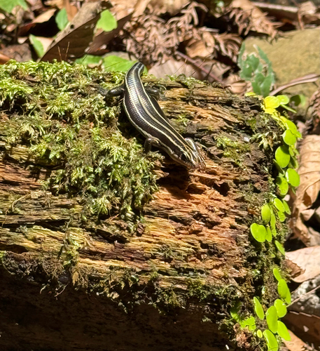 Japanese Skink