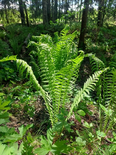 ostrich fern