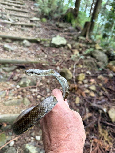 Japanese Ratsnake