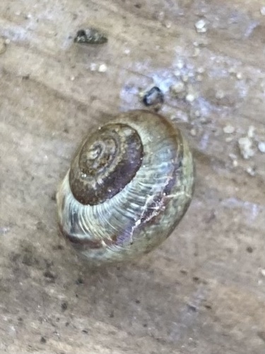 Copse Snail