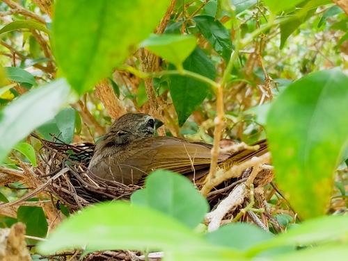 White-browed Bulbul
