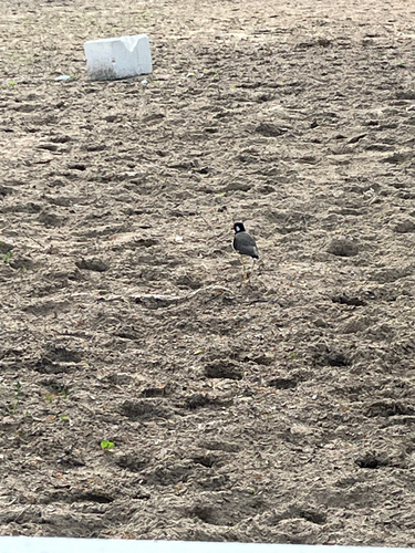 Red-wattled Lapwing