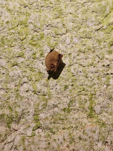 Tricolored Bat observed by tbruech