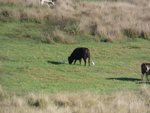 Eastern Cattle-Egret