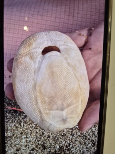 Groove Burrowing Urchin