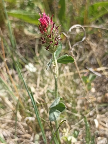 crimson clover