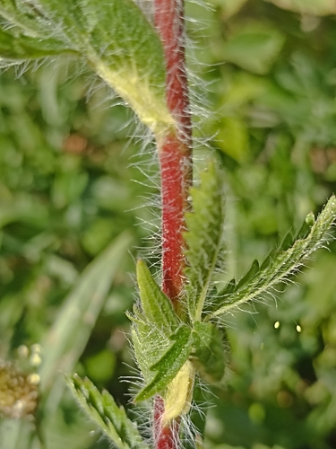 sulphur cinquefoil