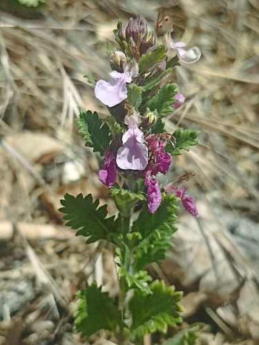 Wall germander