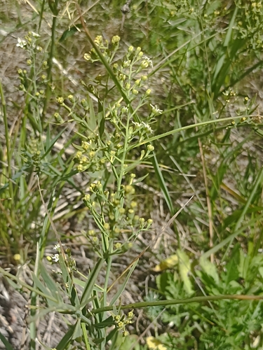 flaxleaf