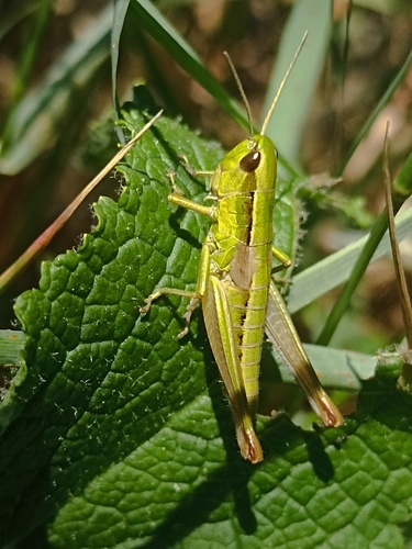 Small Gold Grasshopper
