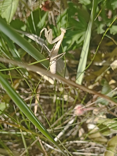 European Mantis