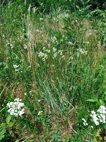 Northern Bedstraw