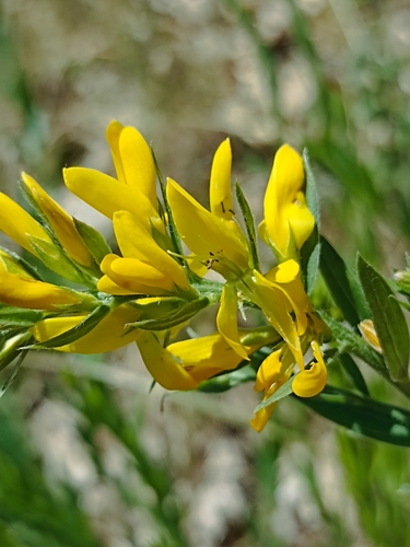 Dyer's Greenweed