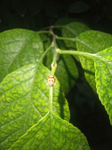 Oenopia conglobata contaminata