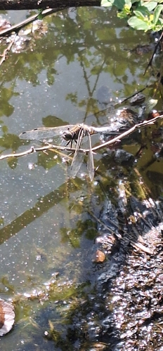 Black-tailed Skimmer