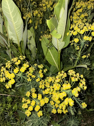 cypress spurge
