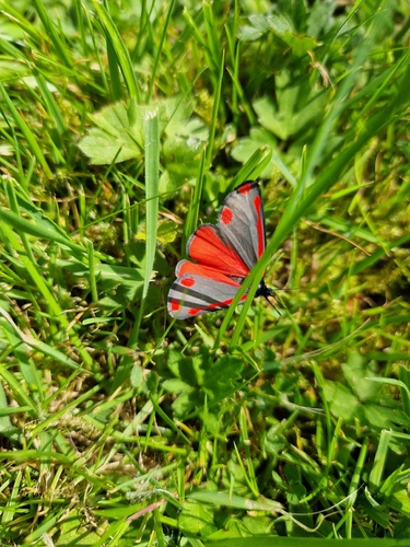 Cinnabar moth