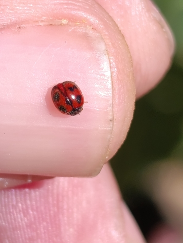 Vedalia Beetle