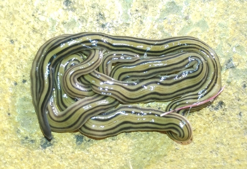 Dolichoplana striata Moseley, 1877