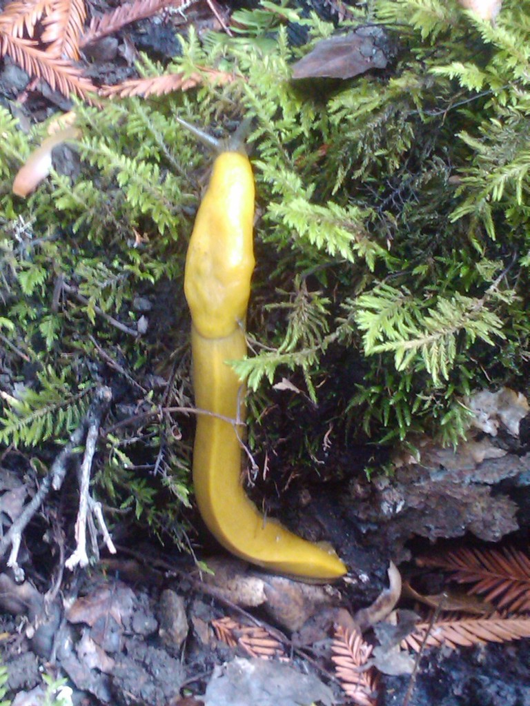 California Banana Slug from Huddart County Park, San Mateo Co., CA on ...