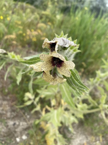 black henbane