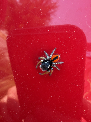 Red-bellied Jumping Spider