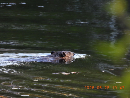 animal observation 2