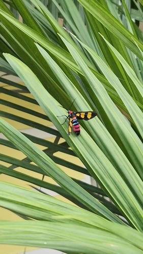 Painted Handmaiden Moth