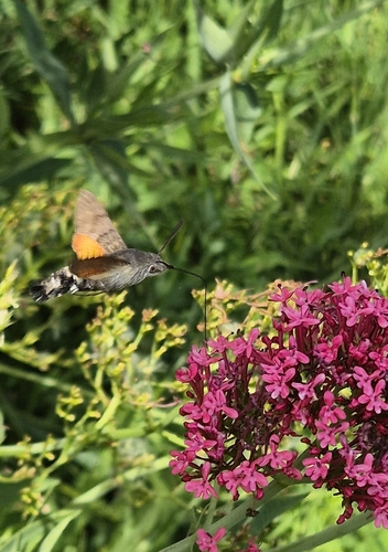 Eurasian Hummingbird Hawkmoth