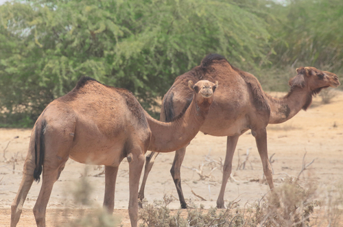 Dromedary Camel