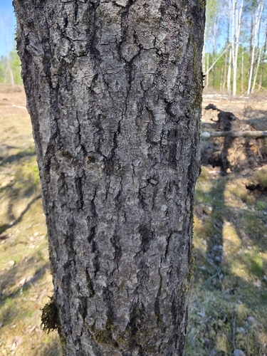 European aspen