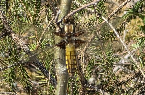 Broad-bodied Chaser