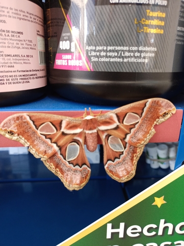 Cincta Silk Moth