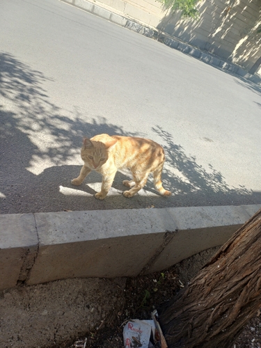 Domestic Cat