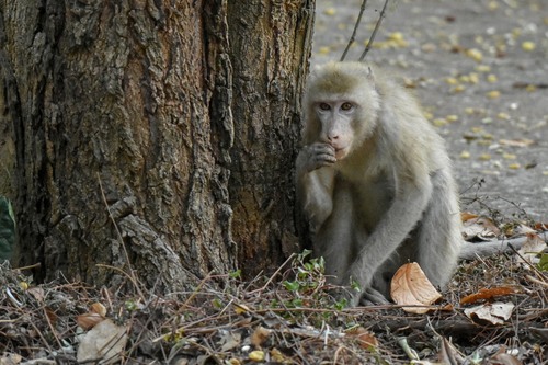 Long-tailed Macaque