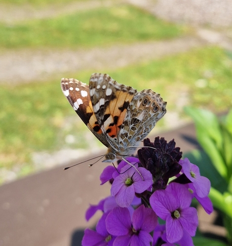 Painted Lady