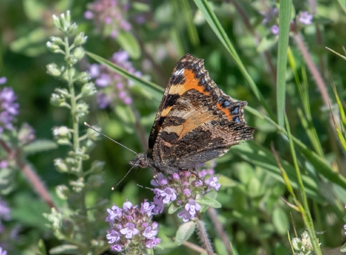 Small Tortoiseshell