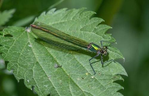 Banded Demoiselle