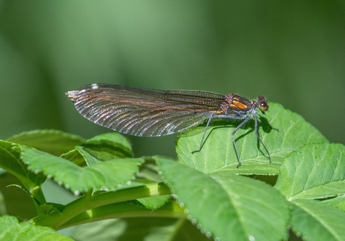 Beautiful Demoiselle