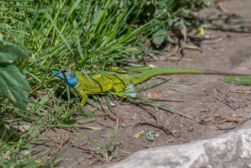 Green Lizard