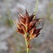 Rhynchospora pineticola - Photo (c) Jeff Stauffer, todos los derechos reservados, subido por Jeff Stauffer