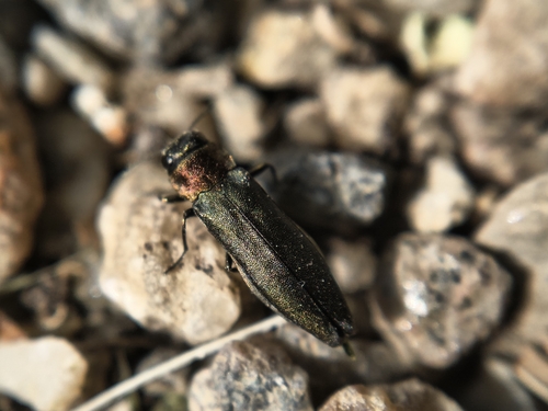 Agrilus auricollis