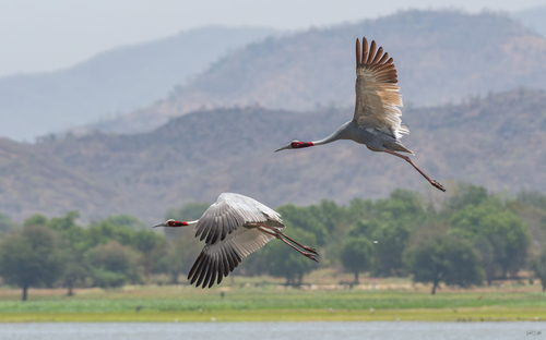 Sarus Crane